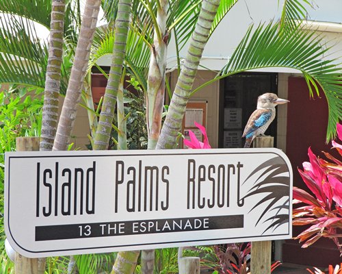 Island Palms