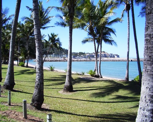 Island Palms