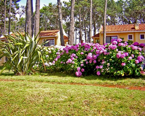 Pino Dorado Club Vacacional