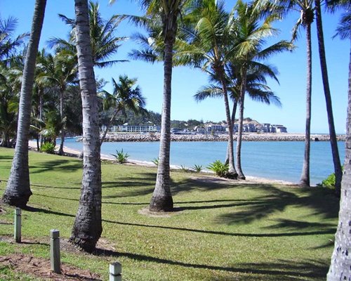 Island Palms