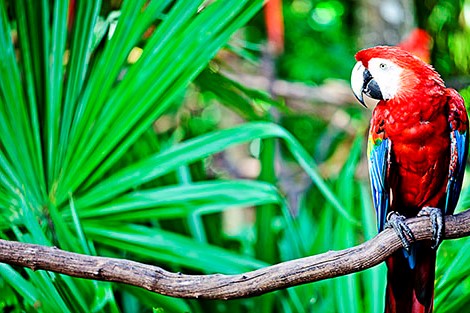 Riviera Maya - Fauna