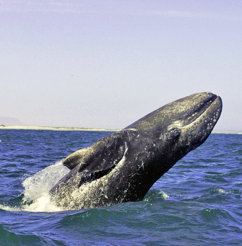 Los Cabos - México