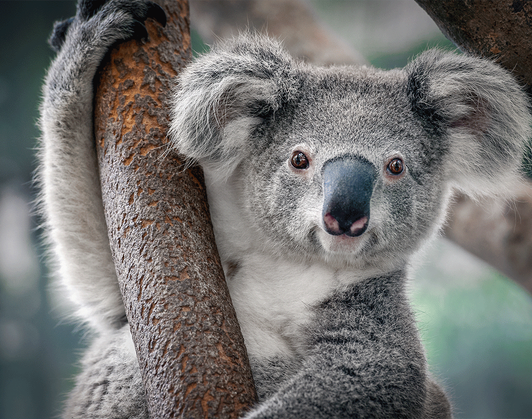 Cuddle a koala in Currumbin Wildlife Sanctuary