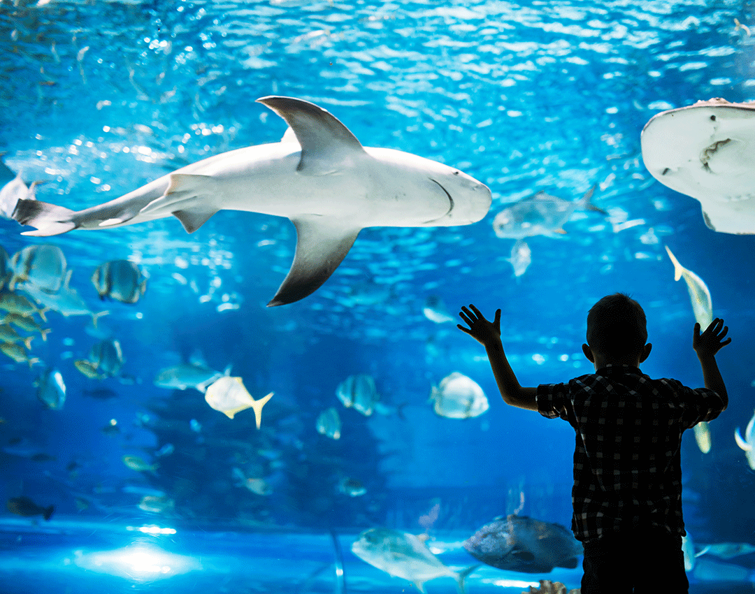 Witness magnificent marine life at Sea World