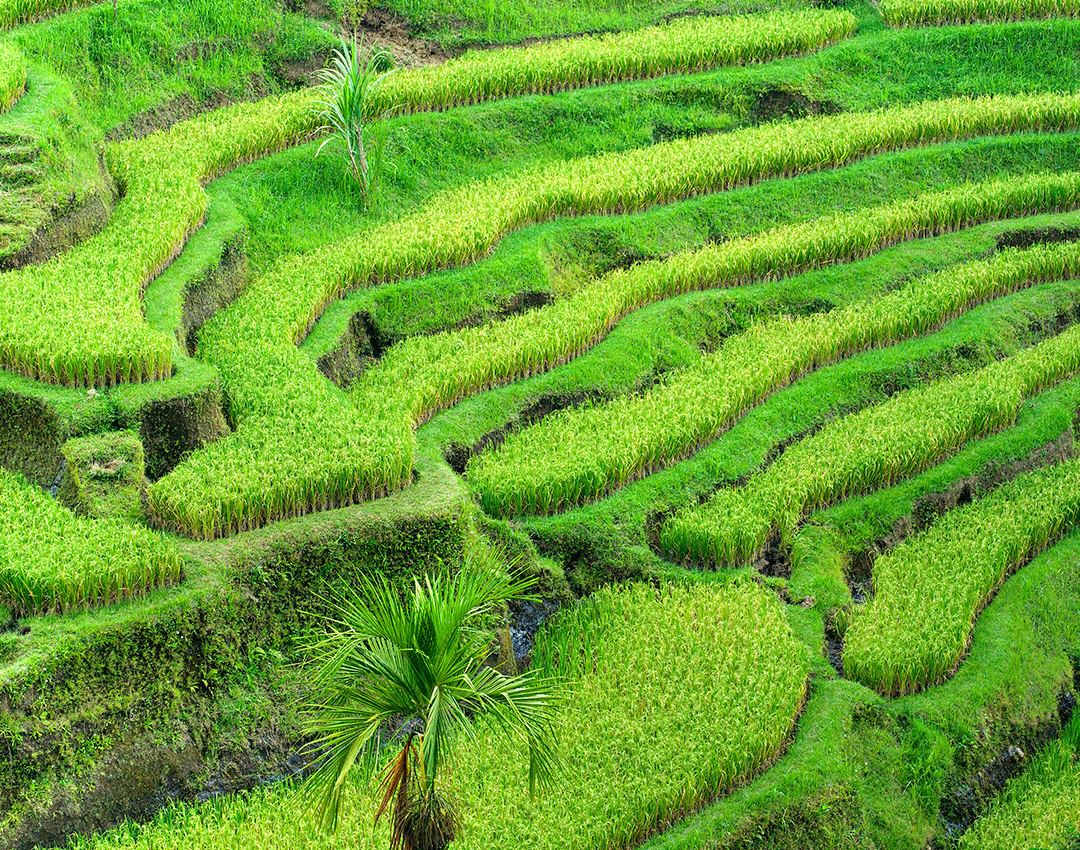 Scale the rice terraces of Ubud