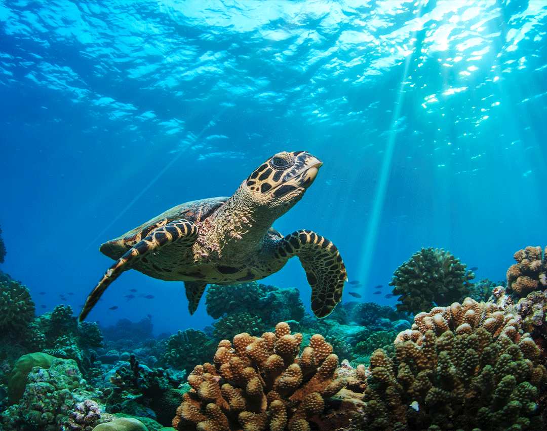 Swim with sea turtles and other marine creatures