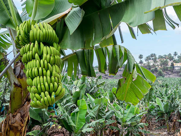 Tour ecologico delle piantagioni di banane
