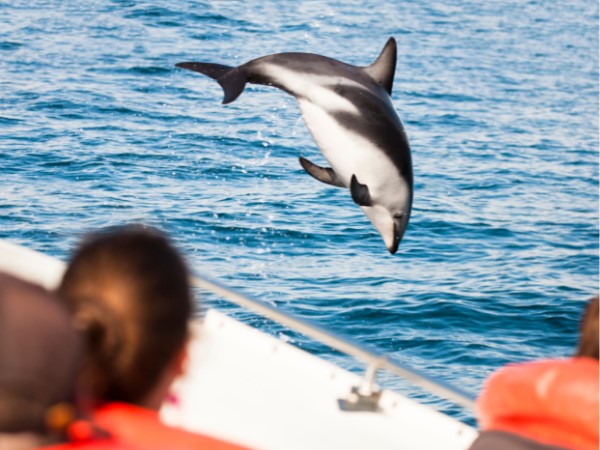 Sandbanker, snorkling, delfinkryssning, picknick och rundtur på den lokala ön