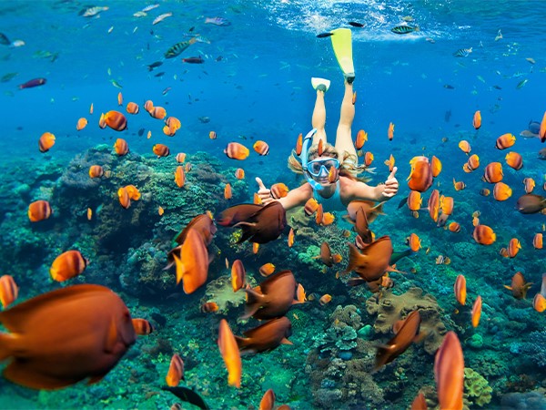 Snorkeling safari