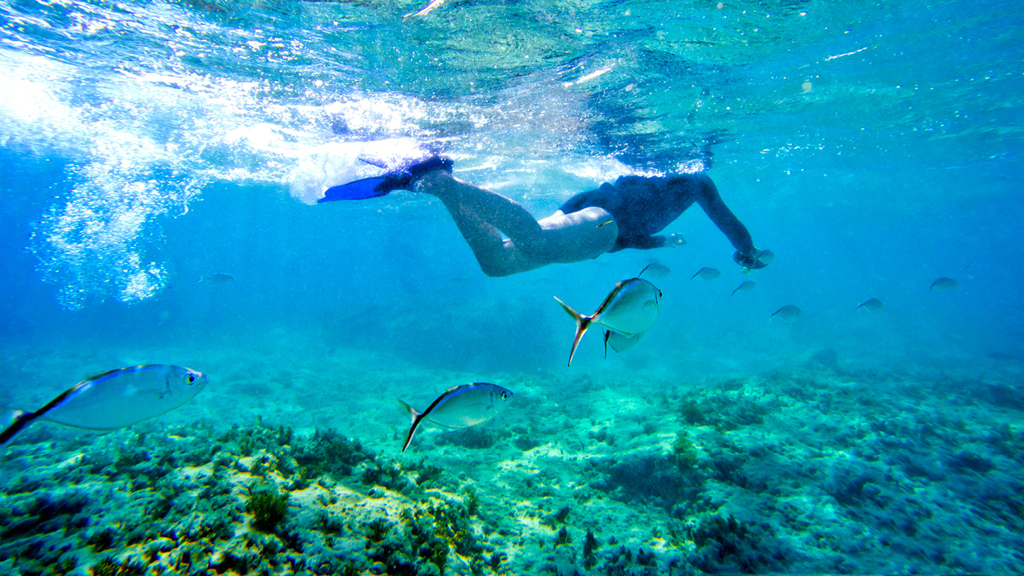 Snorkelling, sharks and rays encounter at Punta Cana