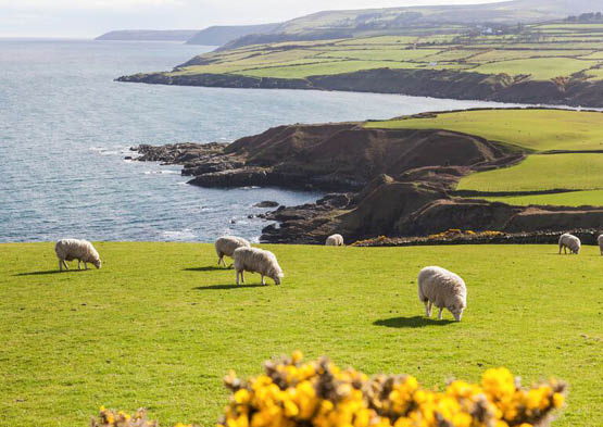 Become a Gaelic explorer!