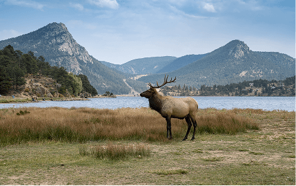 A panoramic view of a large Colorado mountain range, featuring towering peaks and elk roaming in the lush valley below.