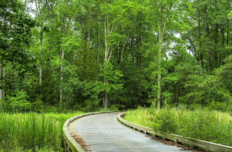 A wooden boardwalk leading into lush foliage at Virginia’s Jamestown Island.