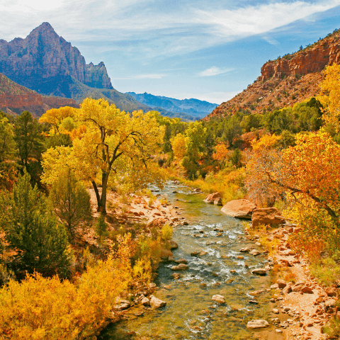 Gold trees surround a riverbed.