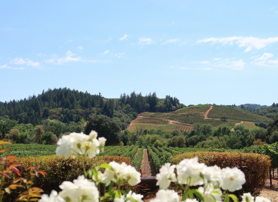 A scenic vineyard landscape adorned with blooming white flowers under a clear blue sky.