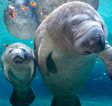 A group of manatees swimming underwater in an aquarium pool