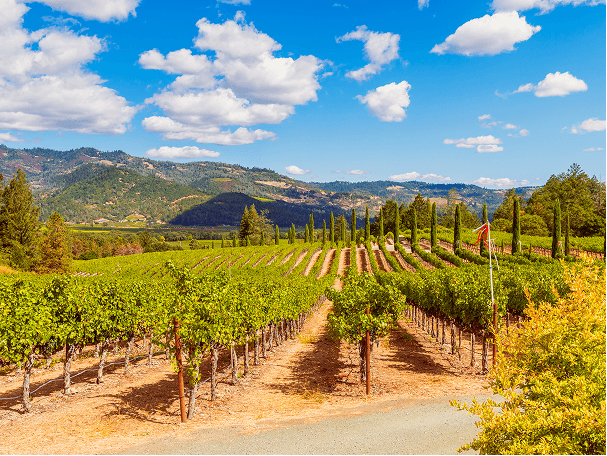 View of a lush and expansive vineyard in California’s Napa Valley, framed with rolling mountains and a bright afternoon sky.