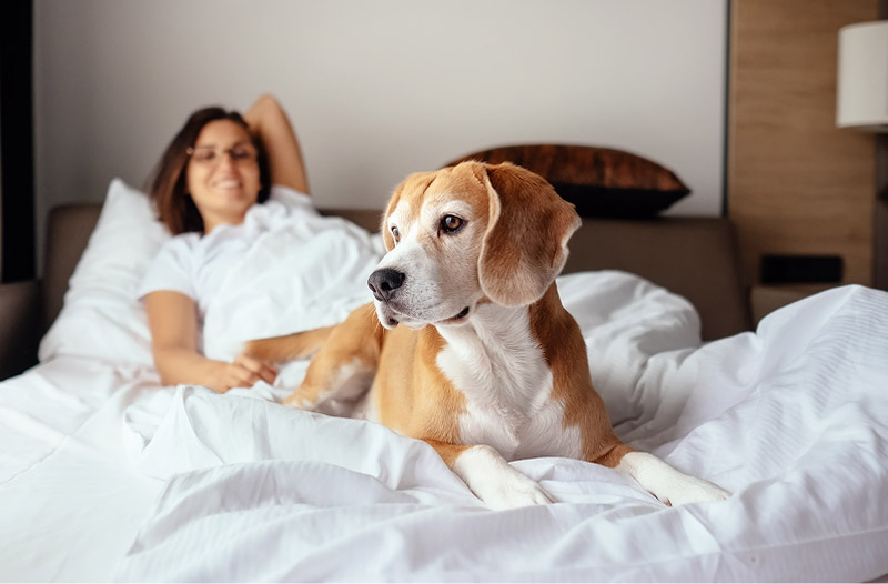A woman and her dog lounging comfortably in a cozy bed with white sheets.