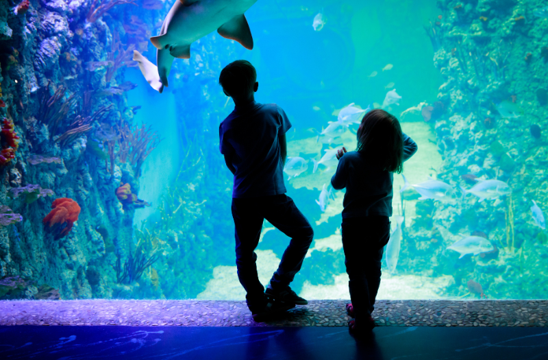 Two children gaze at a shark swimming in an aquarium at the Orlando Aquarium.