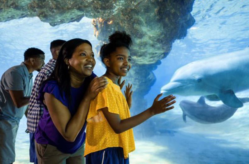 Family of four looking at dolphins in a tank at SeaWorld