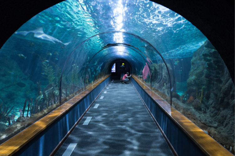 An underwater tunnel with an aquarium, displaying colorful fish and aquatic plants along its length.