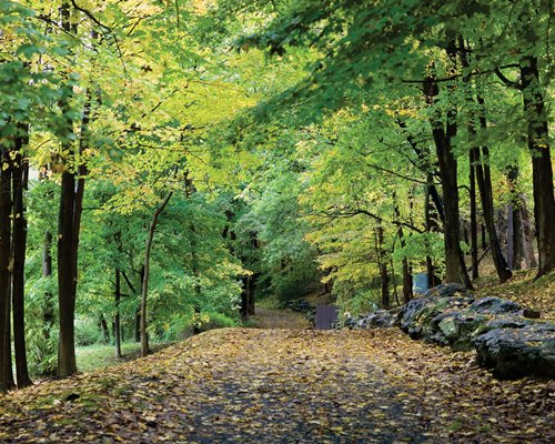 A leaf-covered road leading to the forest.