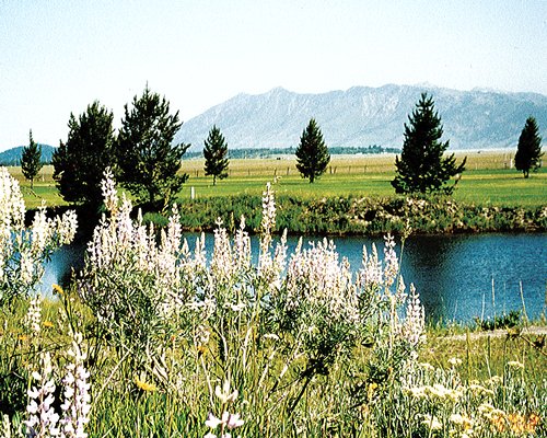 The Timbers Condominiums At Island Park Village