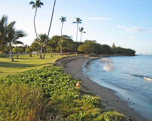 Scenic picnic area with palm trees facing the bay.