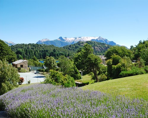 A view of lavender plants alongside a resort unit surrounded by a wooded area.