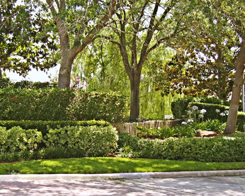 A lawn surrounded by shrubs and trees.