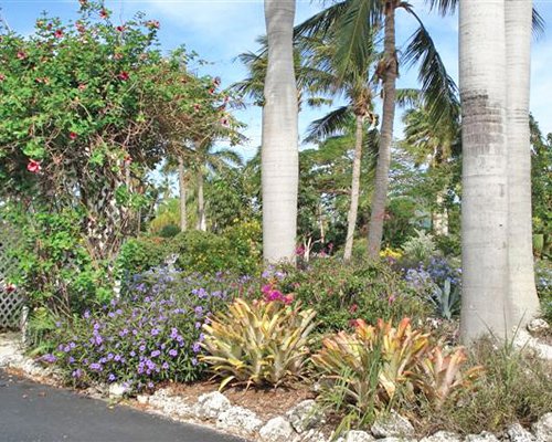 View of flowering shrubs in a garden area.