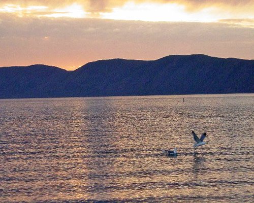 A bird on the lake alongside mountain.