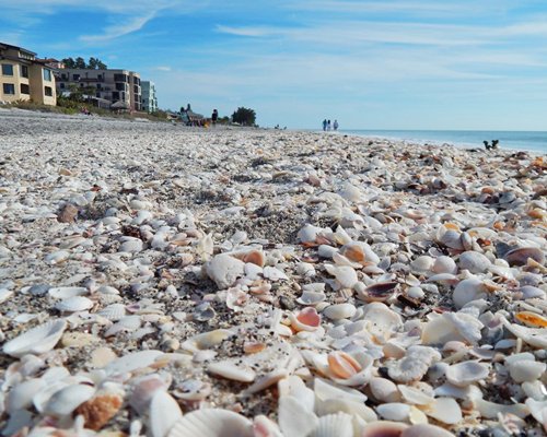 Seashells scattered on the shore.