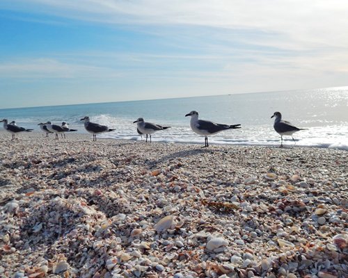 Sea Oats Beach Club