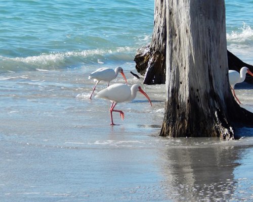 Sea Oats Beach Club