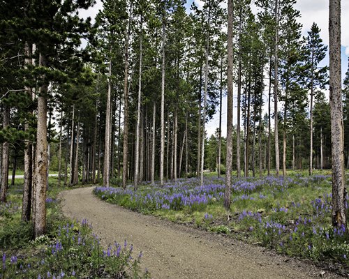 The Pines at Meadow Ridge