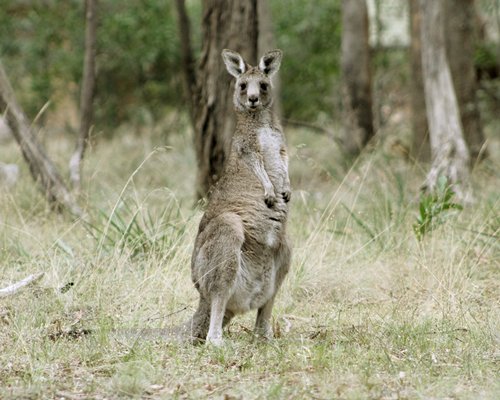 Kyneton Bushland Resort