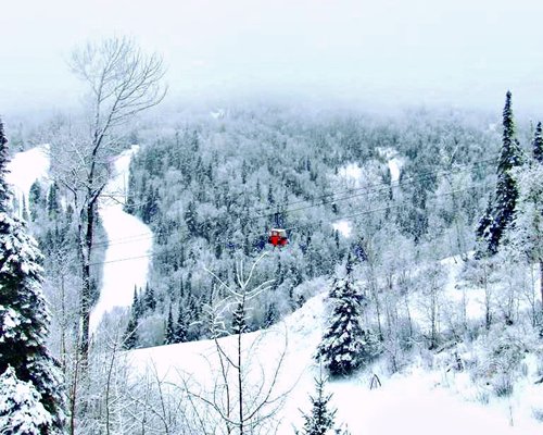 View of pine trees covered in snow.
