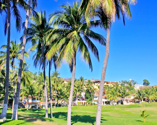 Gold course with palm trees.
