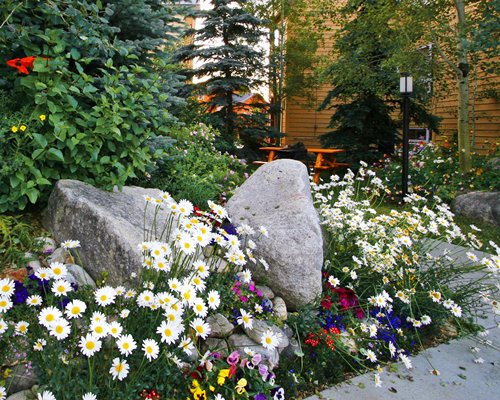 View of flowering shrubs and trees alongside a pathway.