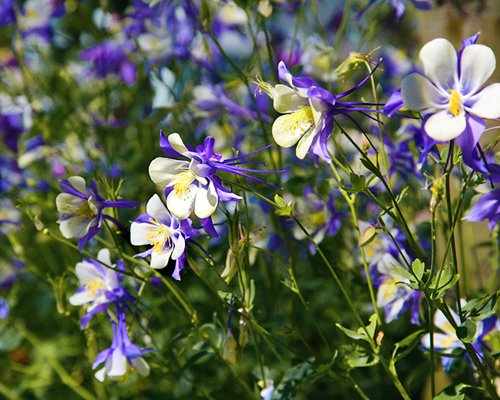 A view of flowering shrubs.