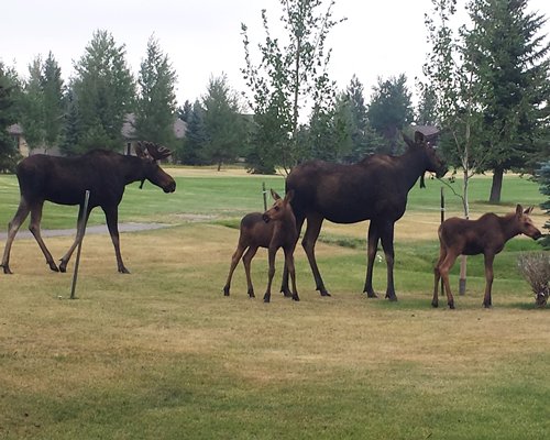 View of horses at a playground.