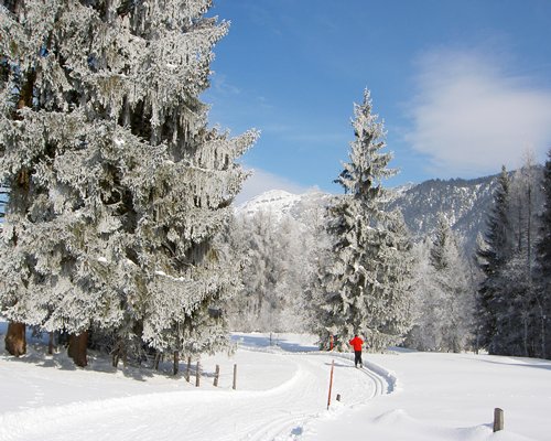 Snow covered pathway surrounded by wooded area during winter.