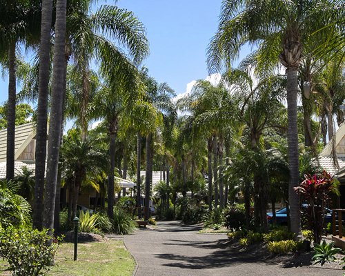 Palm tree lined road leading to the cottages.