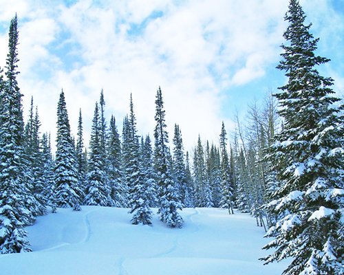 A wooded area surrounded by snow during winter.