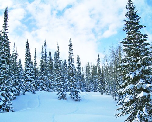 Goldenwoods Condominiums At Powderhorn Resort