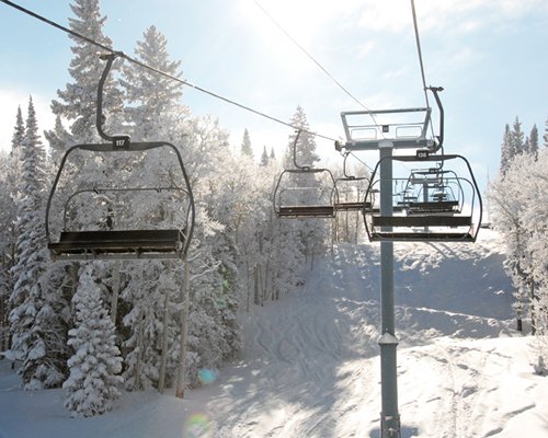 A view of the cable car and pine trees covered in snow.