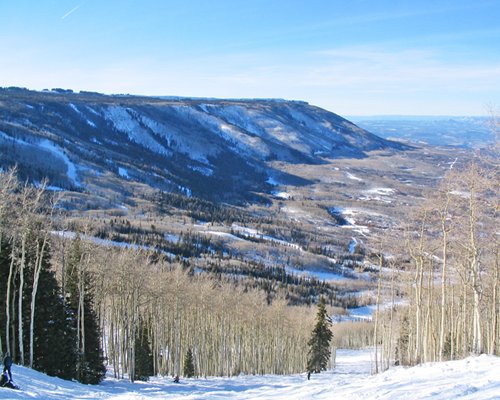 A view of the pine trees covered in snow.