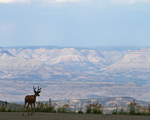 A deer alongside the mountains.