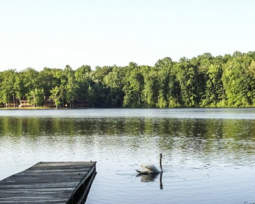 View of the wooden pier in the lake with a swan surrounded by woods.